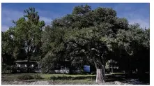  ??  ?? Many Central Texas cities’ tree ordinances define protected trees and require permits or another process before removing them.