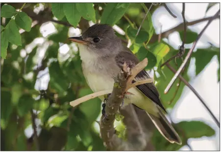  ?? (Special to the Democrat-Gazette/Michael Linz) ?? This Willow Flycatcher is perched in a toothache tree in April 2020 in Faulkner County’s Lollie Bottoms, an area that exemplifie­s the habitat the “Arkansaw Flycatcher” likes best.