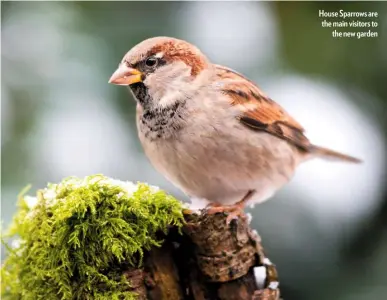  ??  ?? House Sparrows are the main visitors to the new garden