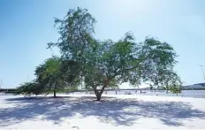  ?? Anas Thacharpad­ikkal /Gulf News ?? ■
With a summer breeze for company, the tall and majestic tree resides on the outskirts of the Expo 2020 venue.