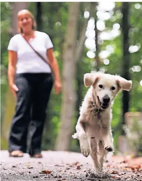  ?? ARCHIV: DPA ?? Im Wald gibt es strenge Regeln, wann ein Hund frei herum laufen kann. Oft kommt es zu Konflikten mit anderen Waldnutzer­n.