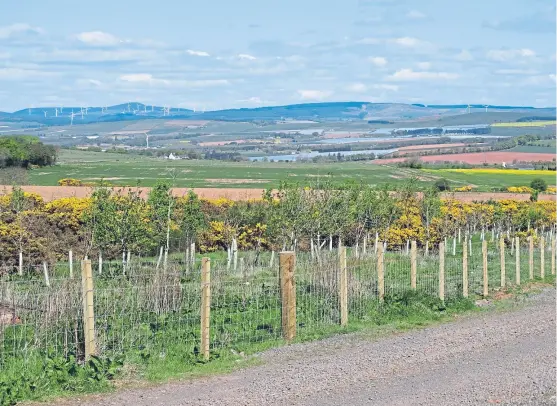  ?? Picture: Angus Whitson. ?? The broad valley of the Mearns featuring red clay, golden gorse, yellow fields of daffodils and a crop of wind turbines.