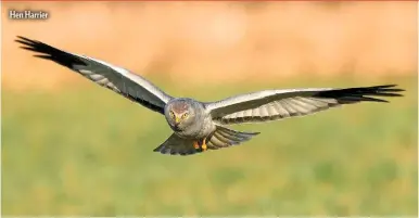  ??  ?? Hen Harrier