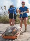  ??  ?? Red tide has taken a toll on aquatic wildlife. A bull shark was found dead alongside fish at Sara Bay Marina in Sarasota, and loggerhead turtles like this one have suffered from the overlap in red tide season and nesting season, which are usually opposite.