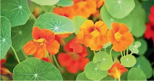  ?? ?? Nasturtium­s are helpful companion plants to have in the garden.