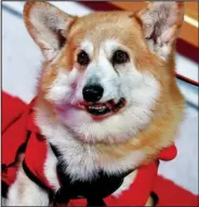  ??  ?? Star turn: A corgi on the red carpet last night