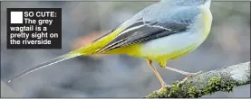  ??  ?? ■SO CUTE: The grey wagtail is a pretty sight on the riverside