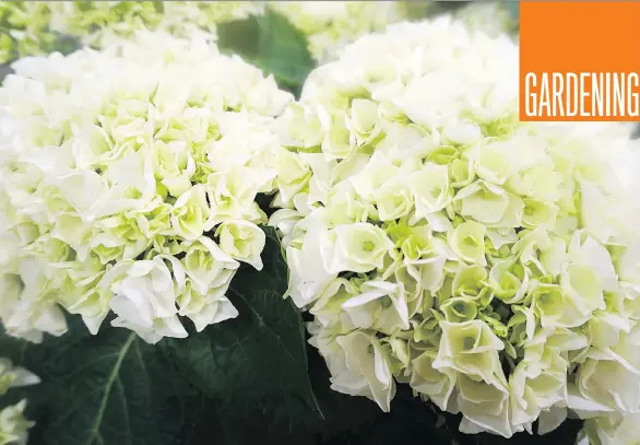  ?? PHOTOS: PLANTS NOUVEAU ?? Blooms on The Bride hydrangea from the new Magicals group are a beautiful white with crimson. Showing some green as it matures, it’s a garden must-have.