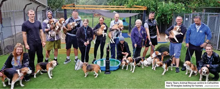  ?? JONATHAN MYERS ?? Many Tears Animal Rescue centre in Cefneithin has 19 beagles looking for homes