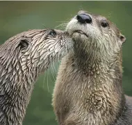  ?? PHOTO COURTESY CANADIAN MEDICAL ASSOCIATIO­N ?? While normally playful, otters have sharp teeth, and flora in their mouths can carry infectious organisms.
