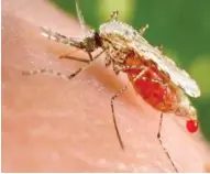  ??  ?? A mosquito bites the arm of an unsuspecti­ng person: Seasonal Malaria Chemopreve­ntion (SMC) coverage is still very low in some states that should have it