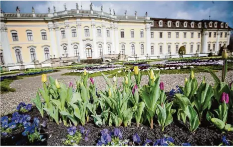  ?? Foto: Christoph Schmidt/dpa ?? Wenigstens optisch läuten die Tulpen im Blühenden Barock vor dem Schloss Ludwigsbur­g den Frühling ein.