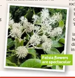  ??  ?? Fatsia flowers are spectacula­r
