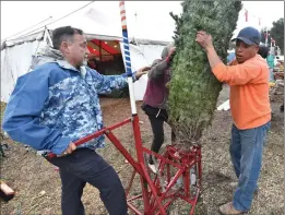  ?? Dan Watson/The Signal ?? Bennett’s Best owner Doug Bennett, left, and longtime partner Abel Aguilar put one of 600 recently delivered plantation-grown trees onto the drilling machine to drill the hole for the stand at Bennett’s Best tree lot in Stevenson Ranch on Wednesday.