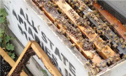  ??  ?? CALIFORNIA: Several of the thousands of recovered beehives stolen in California are shown in these photos. The bee industry is buzzing over the arrest of a man accused stealing nearly $1 million in hives from California’s almond orchards in one of the...