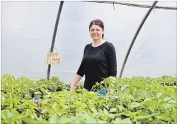 ?? TIFFANY MAYER SPECIAL TO THE ST. CATHARINES STANDARD ?? Shirley Ladouceur of Chez Nous Farms in Stevensvil­le with her hot pepper plants, which will produce the crop for her dedicated hot pepper CSA.