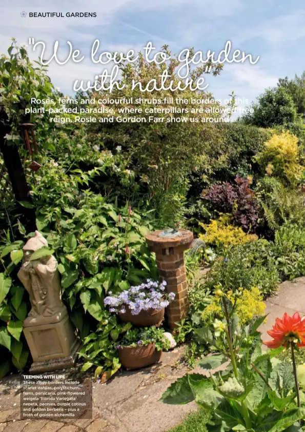  ??  ?? TEEMING WITH LIFE These zingy borders include scarlet dahlias, polystichu­m ferns, persicaria, pink-flowered weigela ‘Florida Variegata’ nepeta, peonies, purple cotinus and golden berberis – plus a froth of golden alchemilla