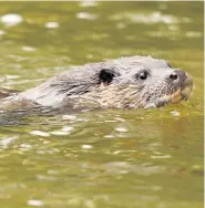  ??  ?? Elusive Otters are notoriousl­y shy - but it’s getting easier to spot one