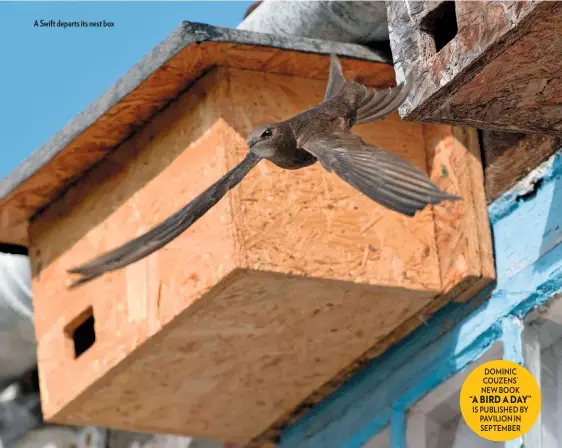  ??  ?? A Swift departs its nest box