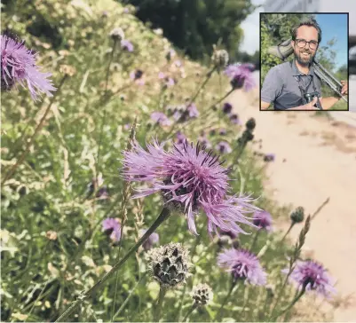  ?? MATT PHELPS ?? Above, a roadside meadow in Staines, pictured by Matt Phelps , inset