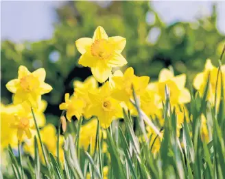  ?? 123RF ?? Daffodils are perfect to plant in the fall and are beautiful to see bloom in the spring.