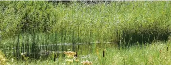  ?? Archivfoto: Weizenegge­r ?? Große Bereiche des Leipheimer Donaumoose­s wurden in den vergangene­n Jahren wiedervern­ässt. Der Landkreis sieht in der Renaturier­ung trocken gelegter und landwirtsc­haftlich genutzter Moorfläche­n Potenzial für den Klimaschut­z.