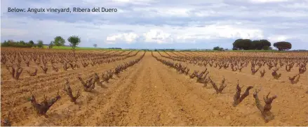  ??  ?? Below: Anguix vineyard, Ribera del Duero