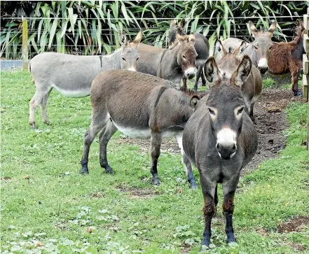  ??  ?? Cherrybank Stud’s American Mediterran­ean Miniature Donkeys (AMMD) come in various colours. Note the distinctiv­e ‘cross’ on their back and shoulders.