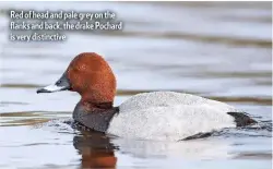  ??  ?? Red of head and pale grey on the flanks and back, the drake Pochard is very distinctiv­e