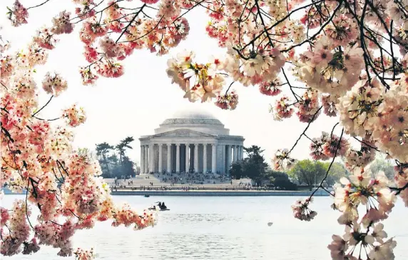  ??  ?? EL florecimie­nto de los cerezos marca el comienzo de la primavera en Washington D.C. y es el centro de un importante festival cultural.