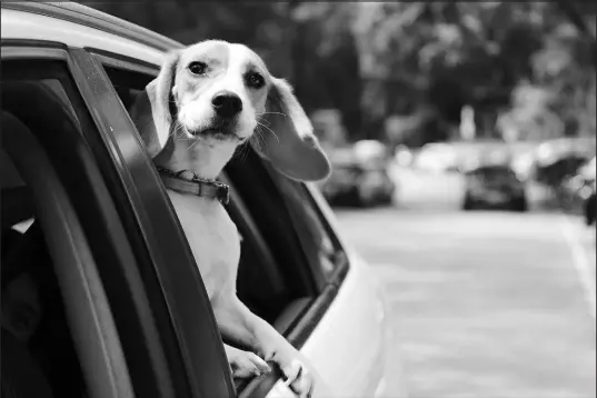  ?? SHUTTERSTO­CK ?? A piece of legislatio­n introduced in the Florida State Senate would make it illegal for drivers to allow their dogs to lean out of a car window while the vehicle is in motion.