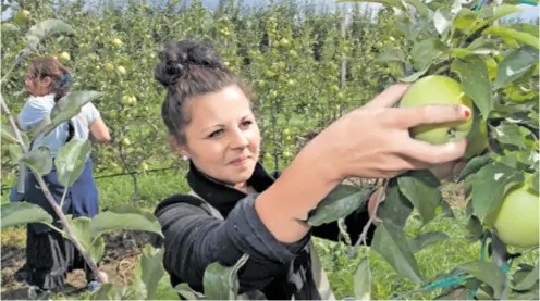  ??  ?? I prva klasa jabuke završit će, ne pobere li se na vrijeme, u industrijs­koj proizvodnj­i ili ostati na stablu