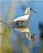  ??  ?? Mike McGlynn says the Waitangi wetlands need to be protected.