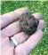  ??  ?? A rare Perigord black truffle found on a truffle farm near Usk in Wales