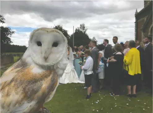  ?? OWL ADVENTURES ?? The graceful barn owl makes a good wedding band deliverer, being white and not too large.