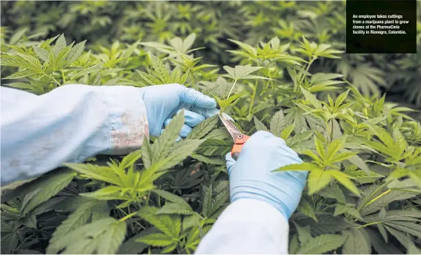  ??  ?? An employee takes cuttings from a marijuana plant to grow clones at the PharmaCiel­o facility in Rionegro, Colombia.