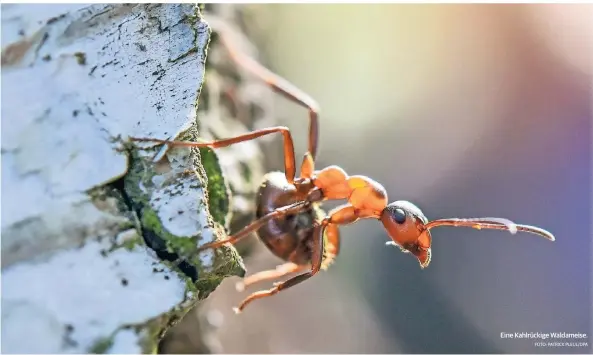  ??  ?? Eine Kahlrückig­e Waldameise.