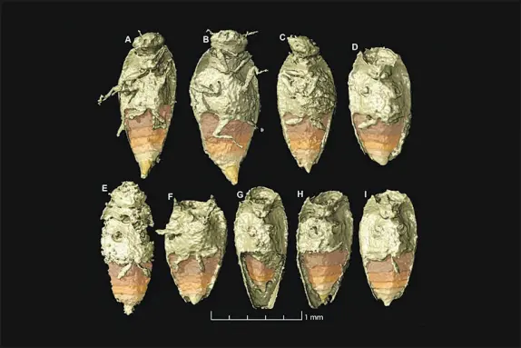  ?? QVARNSTROM ET AL. VIA THE NEW YORK TIMES ?? A 3-D model shows beetles that were preserved in a coprolite, or fossilized dung, from a dinosaur ancestor. A team of researcher­s found nearly unscathed beetles, now extinct, that are new to science, suspended inside a piece of excrement from the Triassic Period.