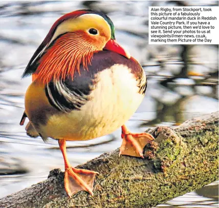  ??  ?? Alan Rigby, from Stockport, took this picture of a fabulously colourful mandarin duck in Reddish Vale Country Park. If you have a stunning picture, then we’d love to see it. Send your photos to us at viewpoints@men-news. co.uk, marking them Picture of the Day