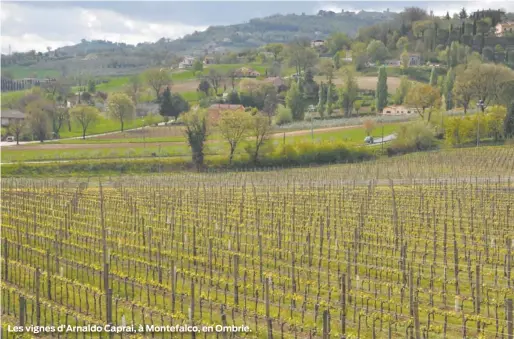  ??  ?? Les vignes d’Arnaldo Caprai, à Montefalco, en Ombrie.