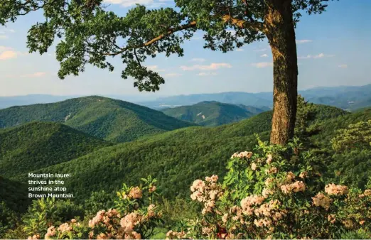  ??  ?? Mountain laurel thrives in the sunshine atop Brown Mountain.