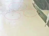  ??  ?? KELIHATAN ikan mati terapung di sungai.