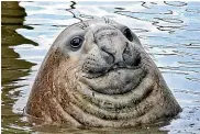 ??  ?? An elephant seal has made itself at home in Whakata¯ne.
