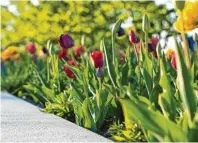  ??  ?? Tulpen und andere Schönheite­n gedeihen am Rande der Parkterras­se.