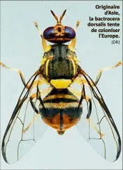  ?? (DR) ?? Originaire d’asie, la bactrocera dorsalis tente de coloniser l’europe.