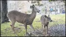  ?? SUBMITTED PHOTO ?? A provincial wildlife biologist says urban deer can be a hazard as they carry ticks, and predators, such as coyotes, may follow them.