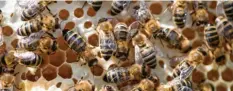  ?? Foto: Sven Hoppe, dpa ?? Hier siehst du fleißige Bienen auf einer Wabe. Manche Arbeiterin­nen halten auch immer wieder kurze Nickerchen, indem sie ihren Kopf in eine leere Wabenzelle stecken.