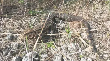  ?? — Reuters ?? A black and white tegu lizard is shown in the Florida Everglades.