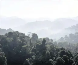  ??  ?? The rain forest canopy in Corcovado National Park in Puntarenas, Costa Rica.