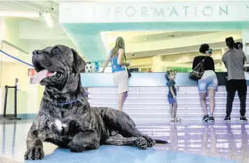  ?? D.A. VARELA dvarela@miamiheral­d.com ?? Thanos, a 140-pound Canary mastiff, rests at the Miami-Dade Animal Services Pet Adoption & Protection Center in Doral.